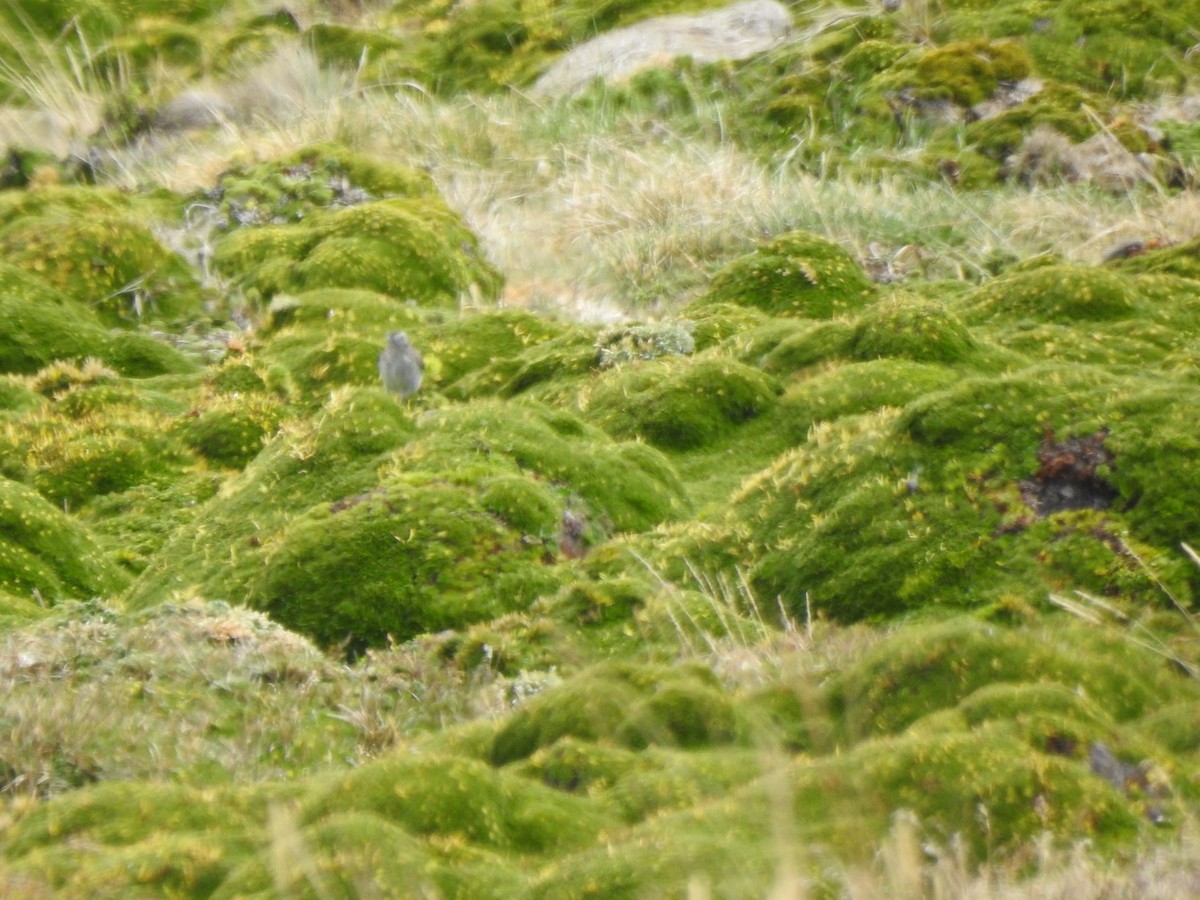 Dormilona Gris - ML645979451