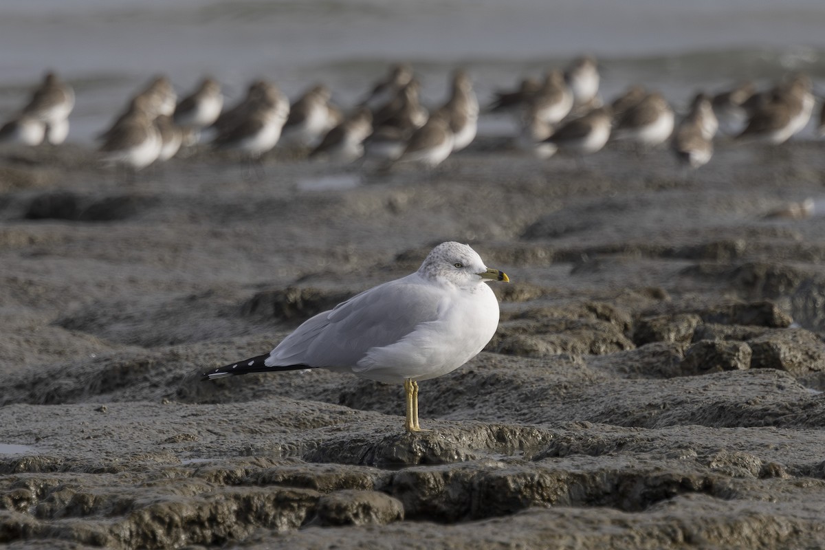 Gaviota de Delaware - ML645979460