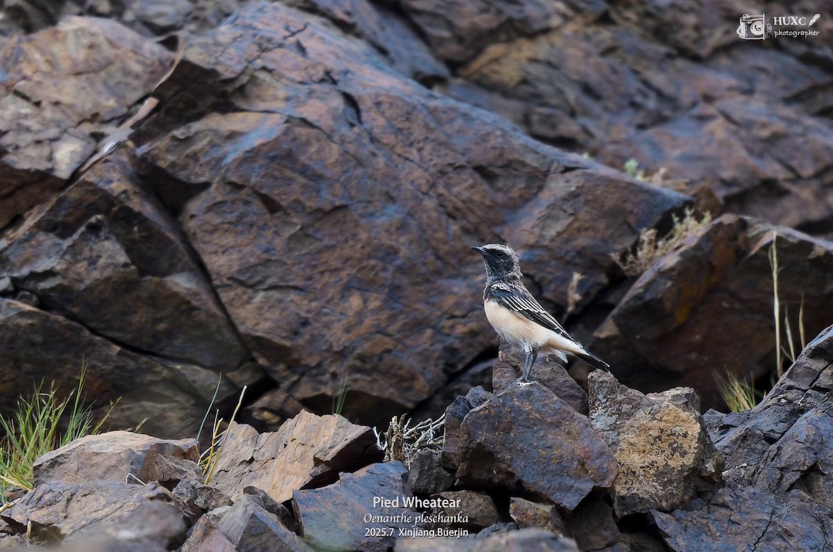 Collalba Pía - ML645979461