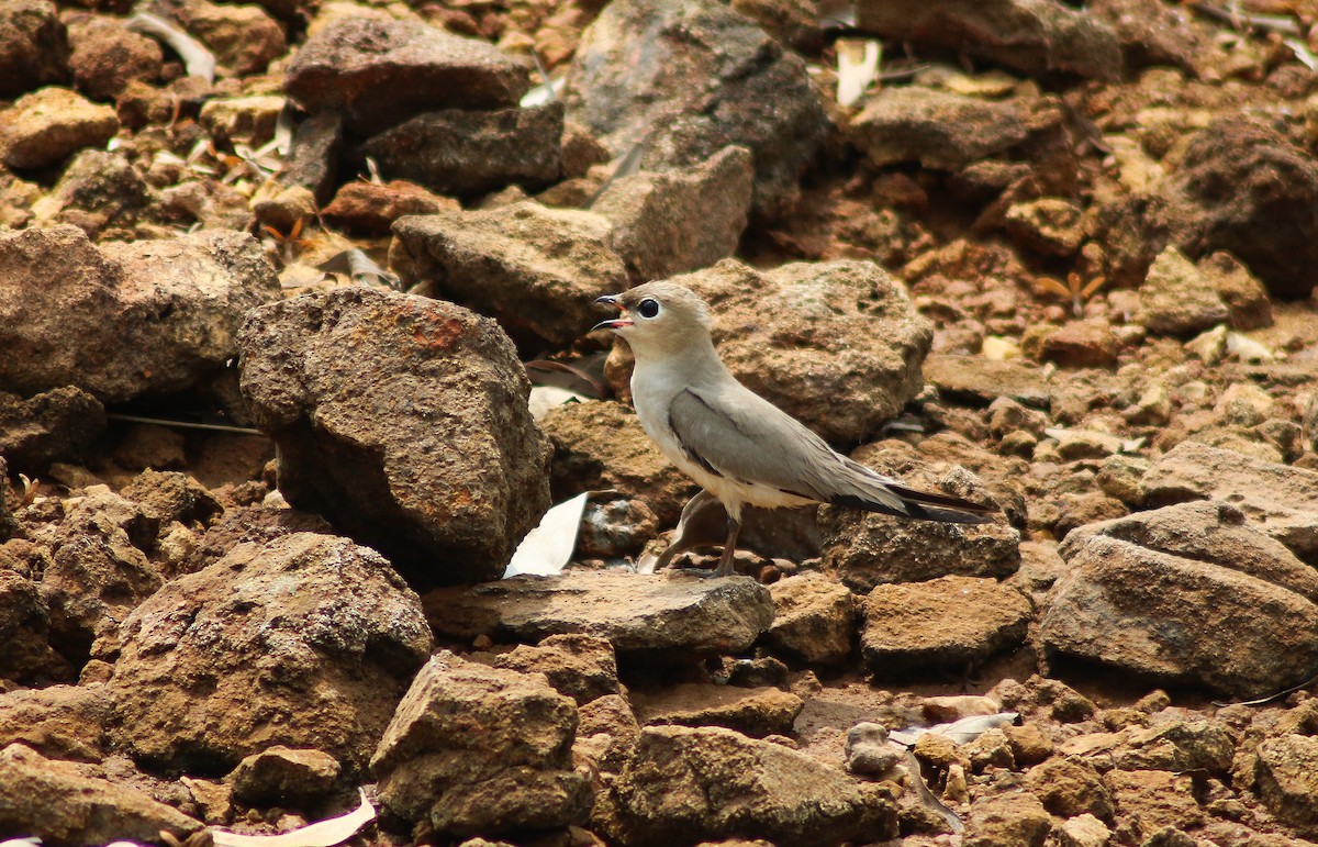 Canastera Chica - ML645979462