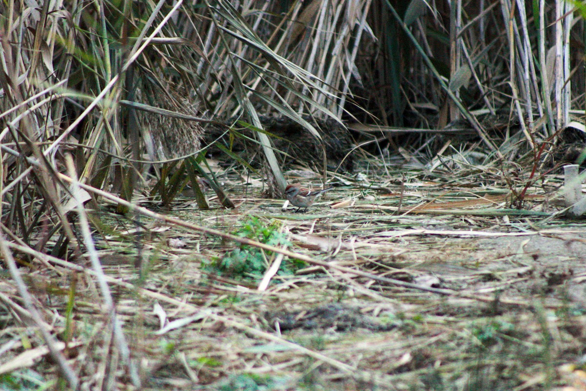 Chingolo Arbóreo - ML645979463