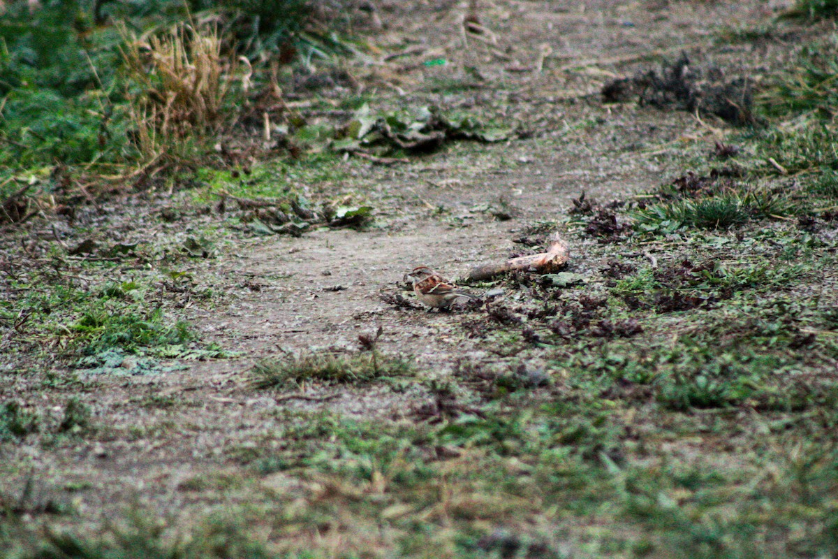 Chingolo Arbóreo - ML645979464