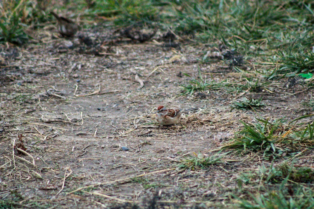 Chingolo Arbóreo - ML645979466