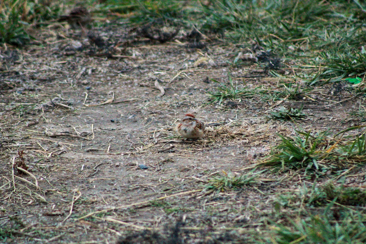 Chingolo Arbóreo - ML645979467