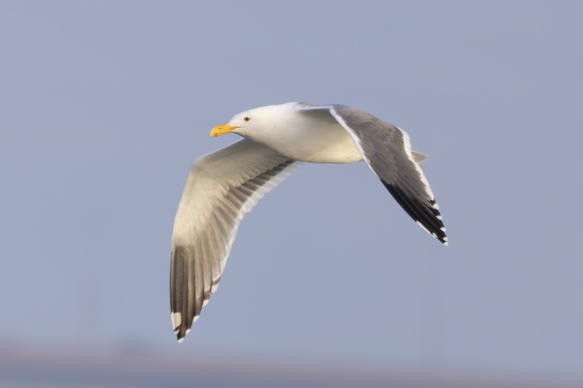 Gaviota Occidental - ML645979468