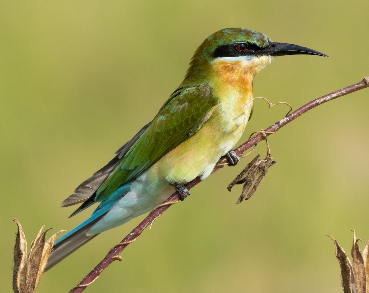 Abejaruco Coliazul - ML645979470