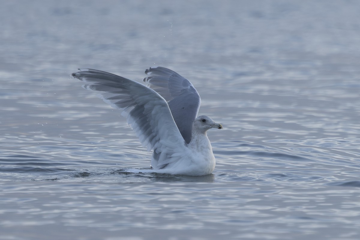 Gaviota de Bering - ML645979472