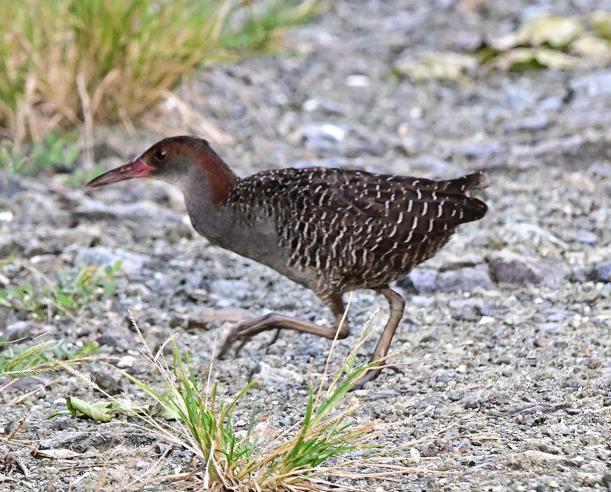 Rascón Rufigrís - ML645979473