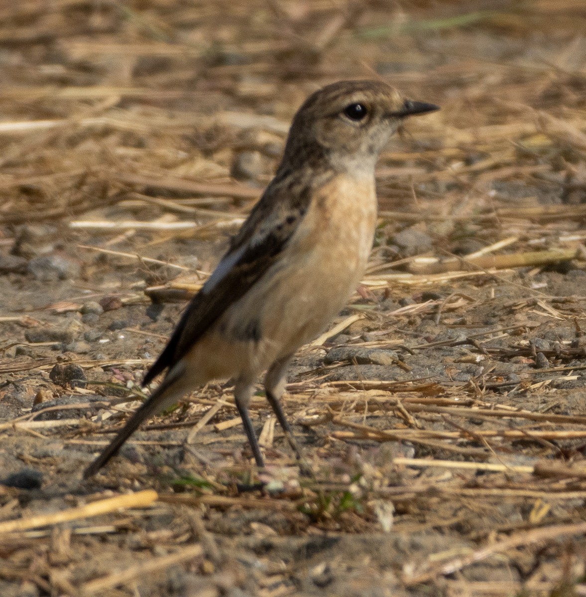 Tarabilla Siberiana - ML645979474