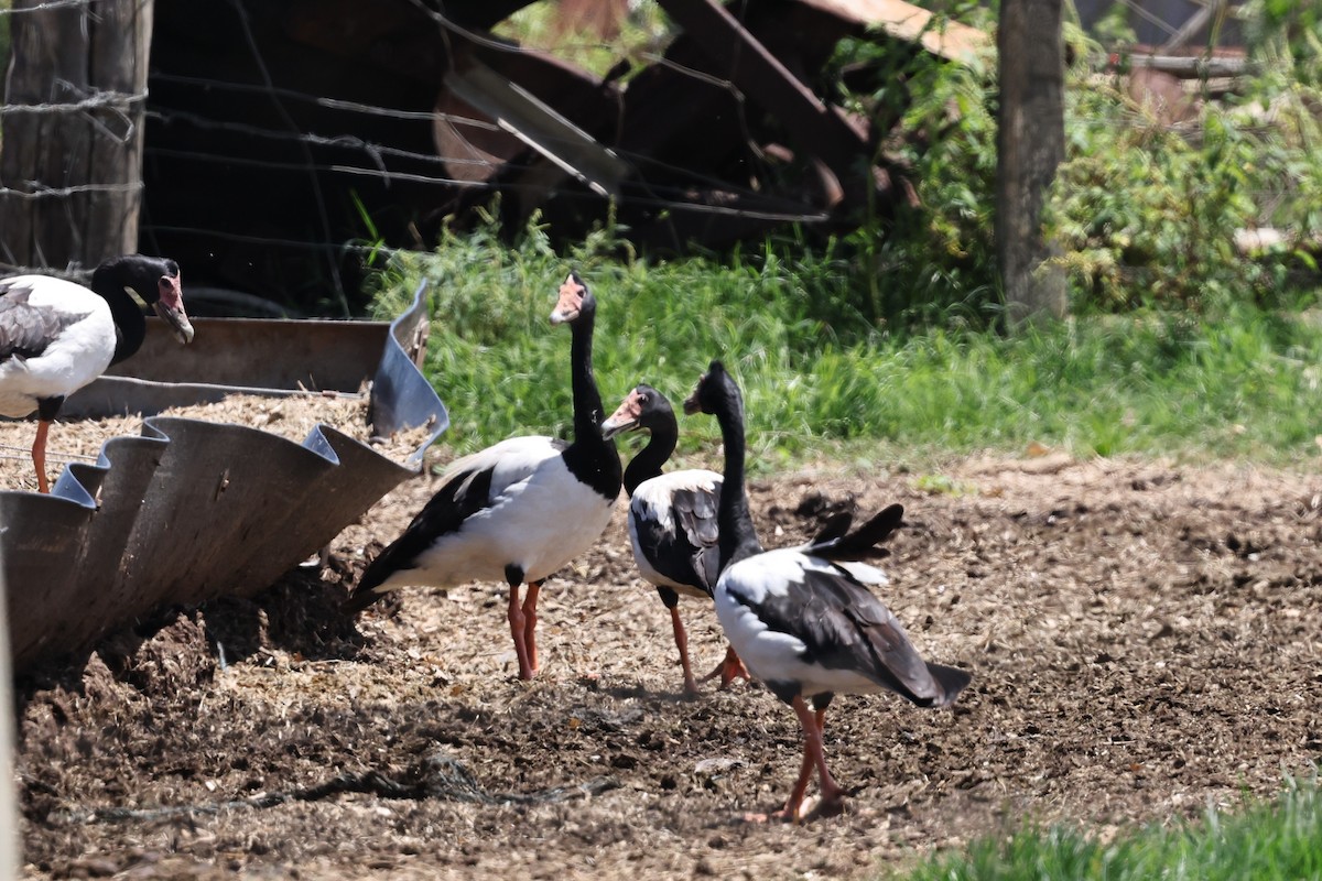 Ganso Urraca - ML645979475