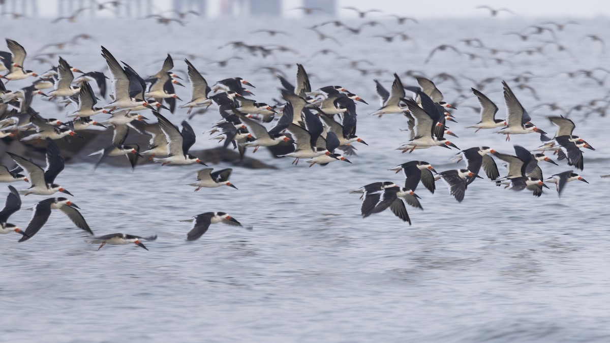 Rayador Americano - ML645979476