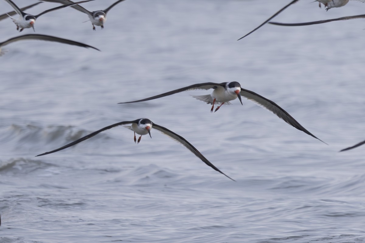 Rayador Americano - ML645979477