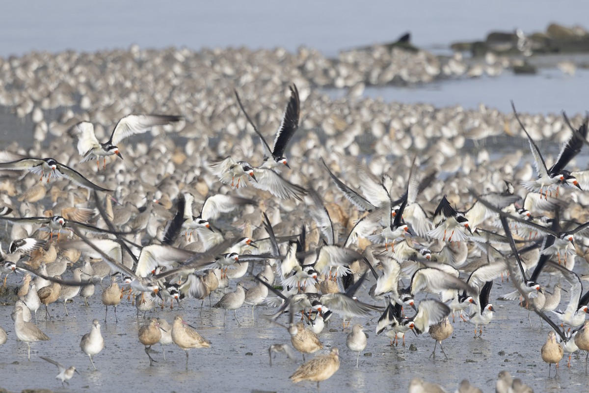 Rayador Americano - ML645979479