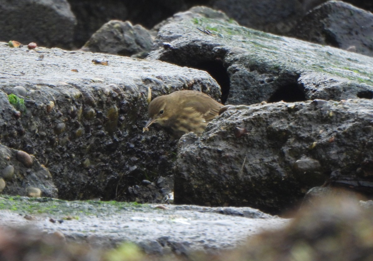 Rock Pipit - ML645979489