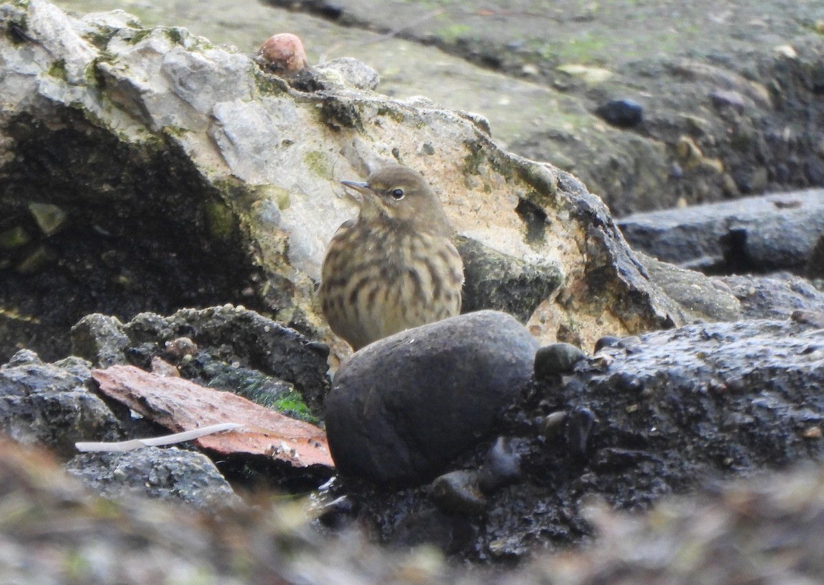 Rock Pipit - ML645979490