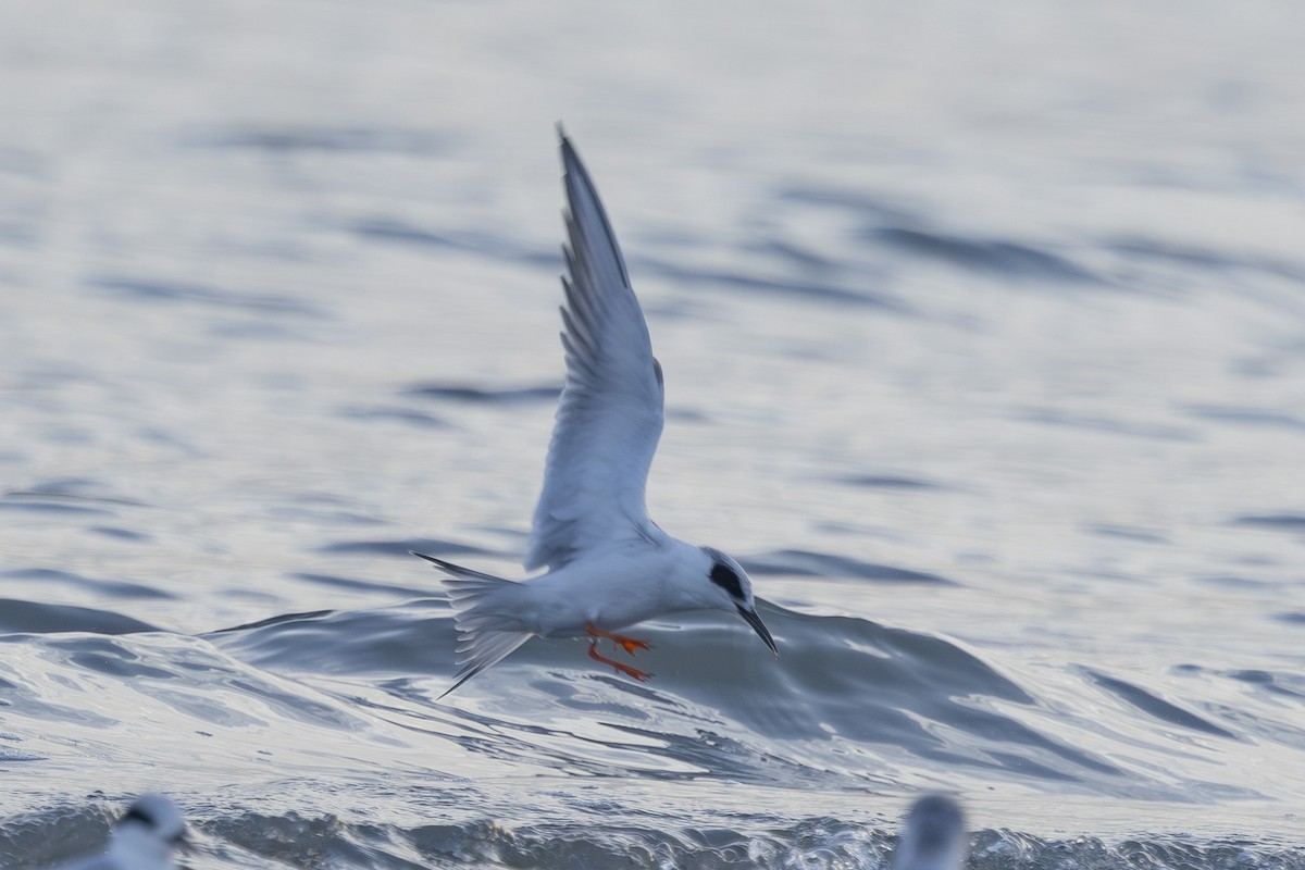 Крячок неоарктичний - ML645979506