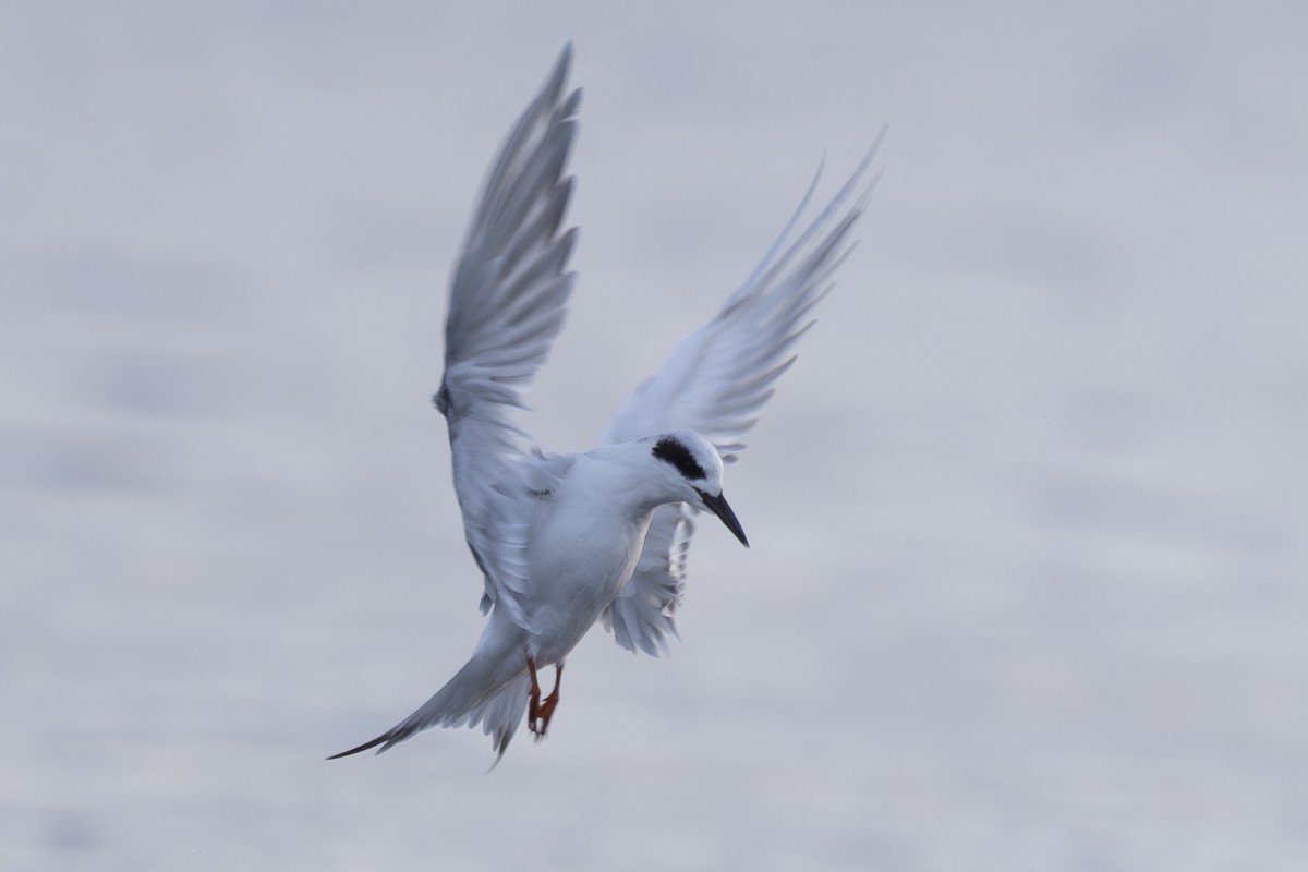 Крячок неоарктичний - ML645979509