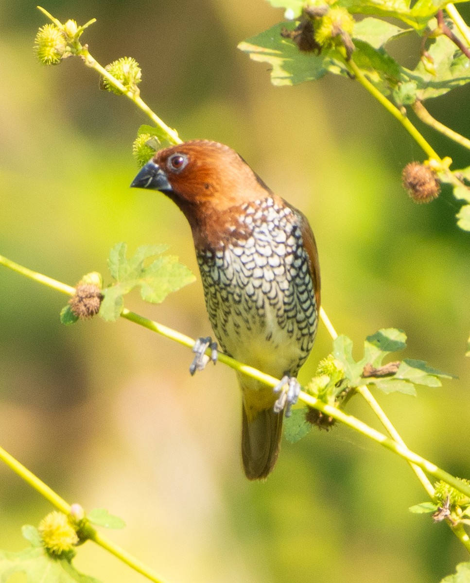 Capuchino Punteado - ML645979510