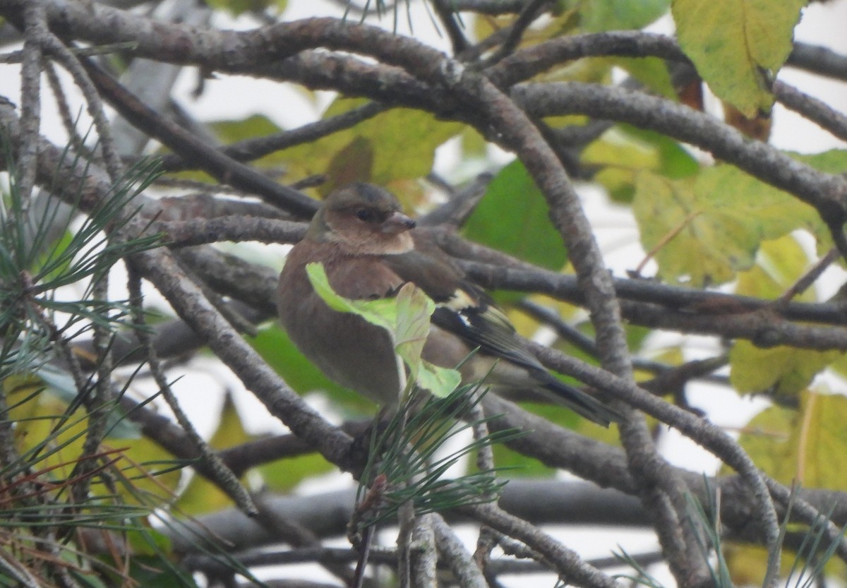 Pinzón Vulgar - ML645979511