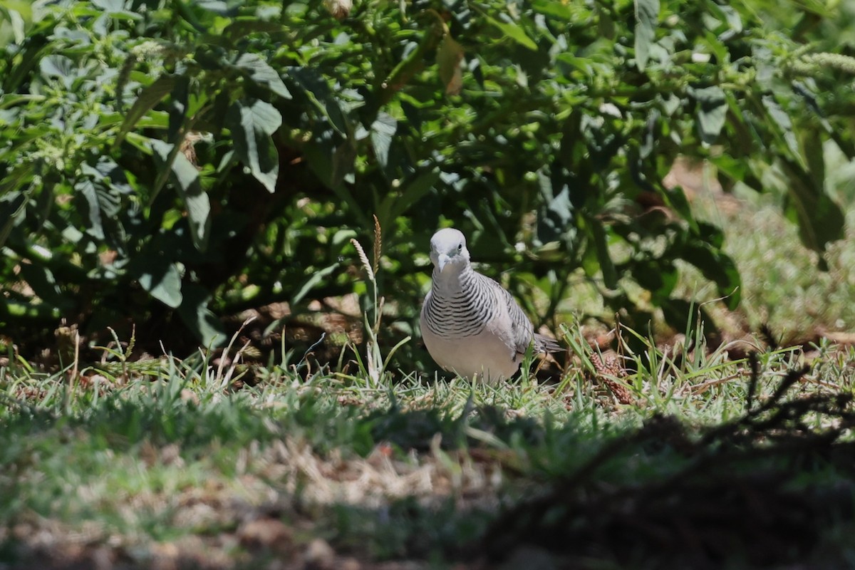 Tortolita Plácida - ML645979512