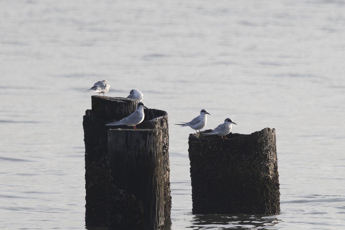 Charrán de Forster - ML645979513