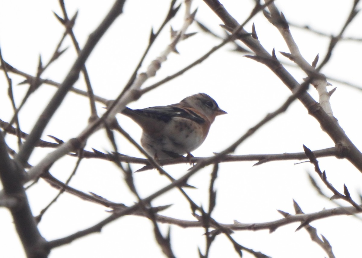 Pinzón Real - ML645979515