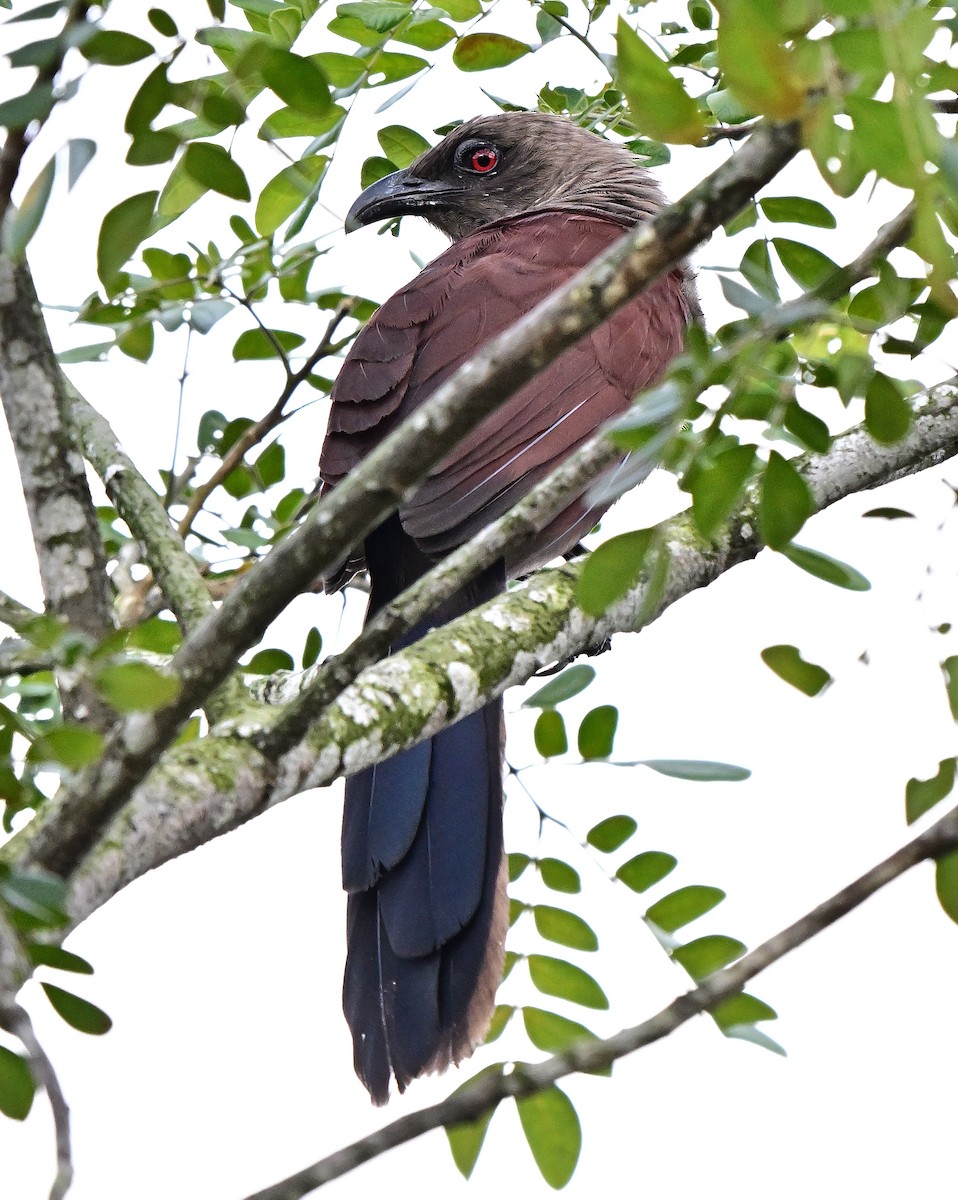 Cucal de las Andamán - ML645979517