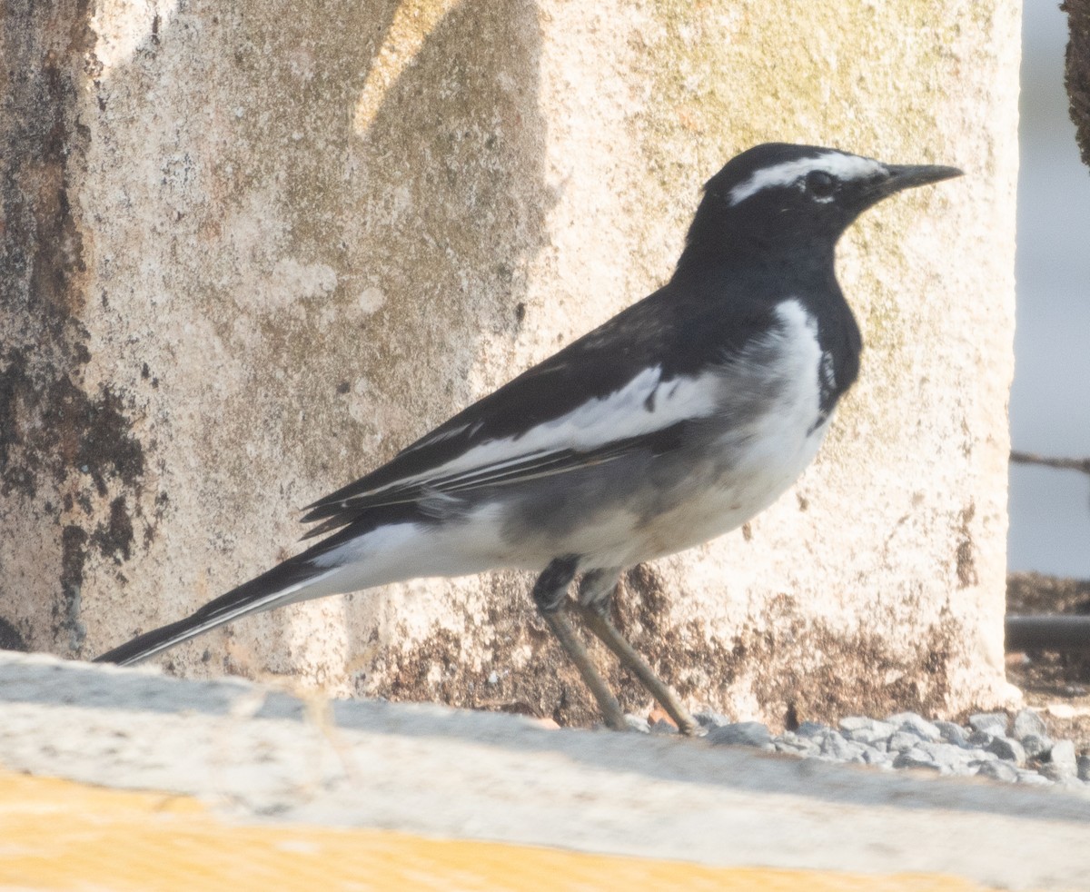 Lavandera India - ML645979519