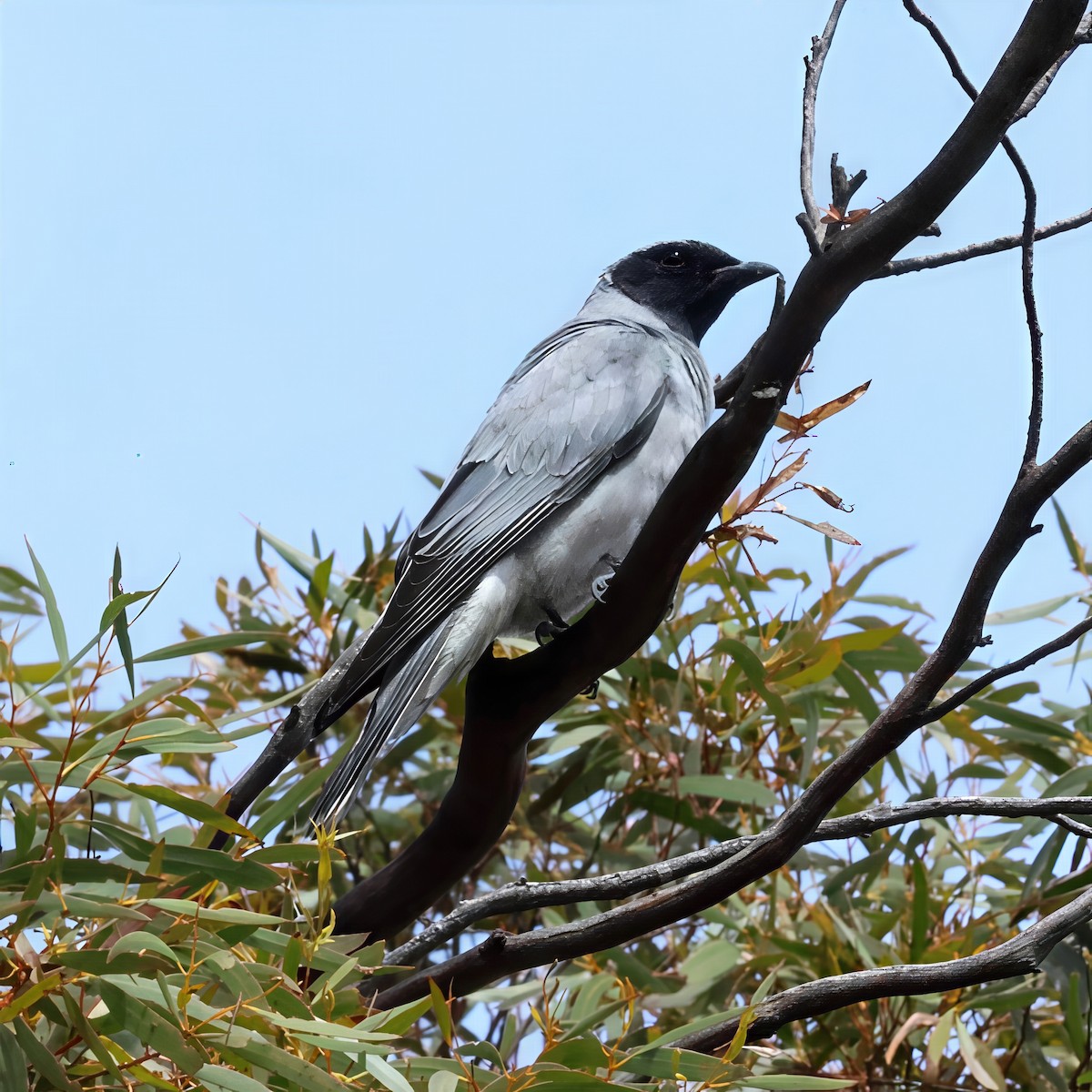 Oruguero Carinegro - ML645979520