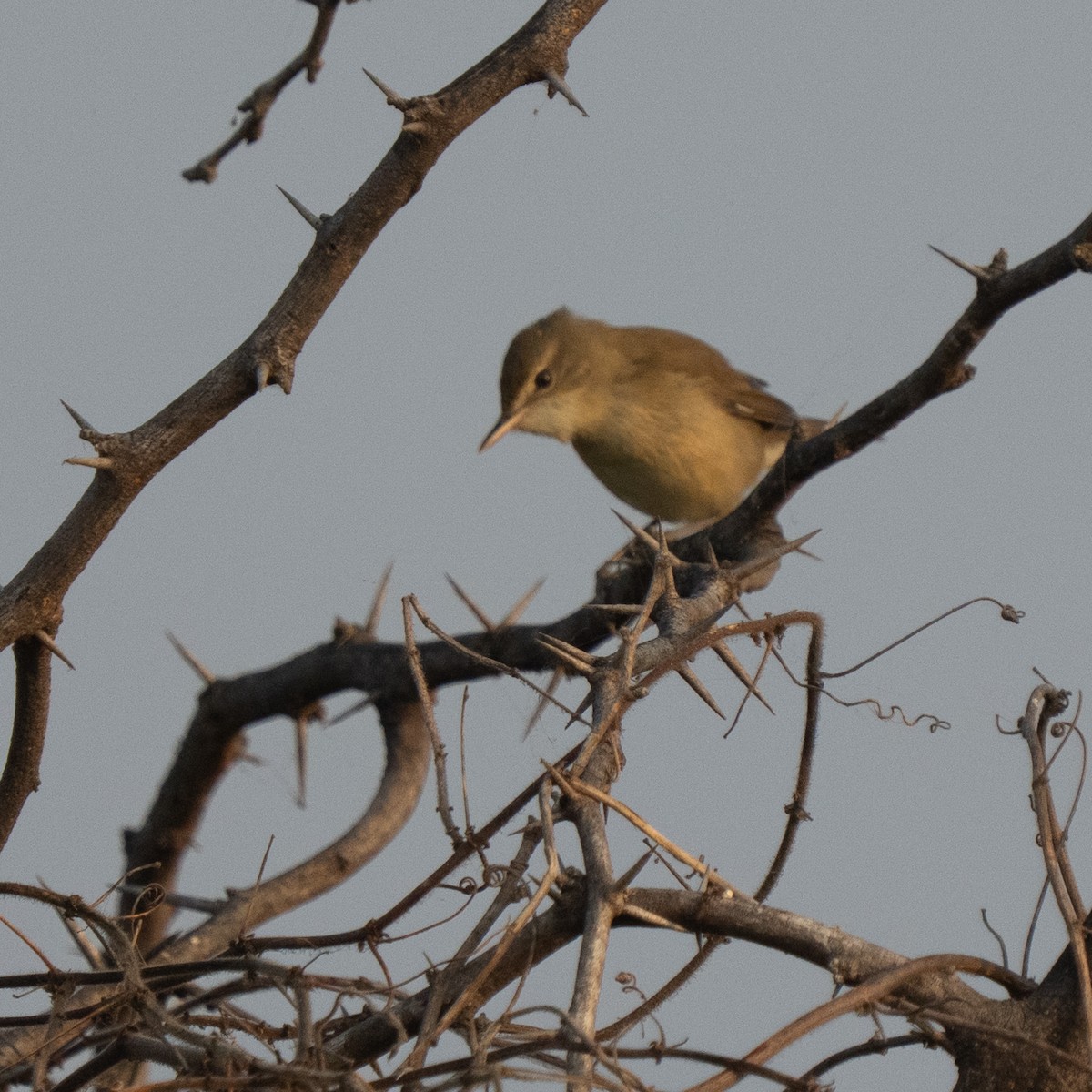 Carricero de Blyth - ML645979523