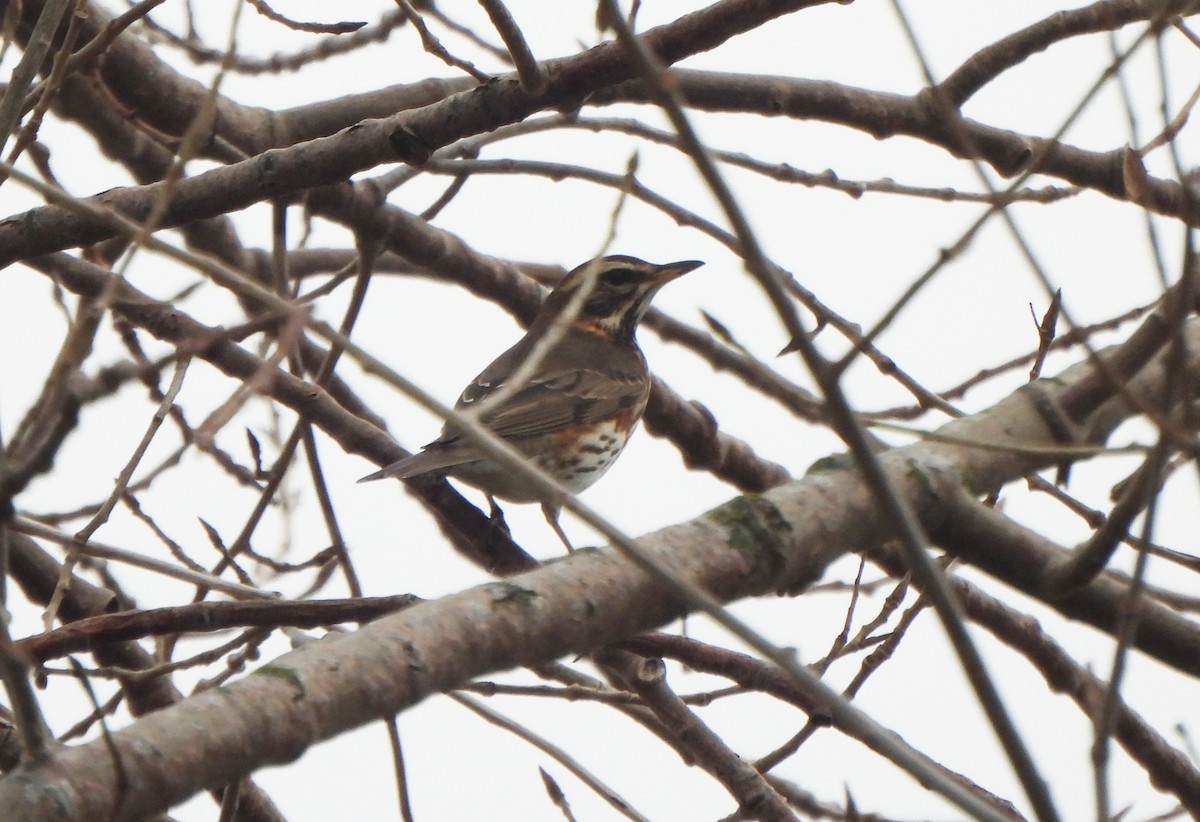 Zorzal Alirrojo - ML645979524