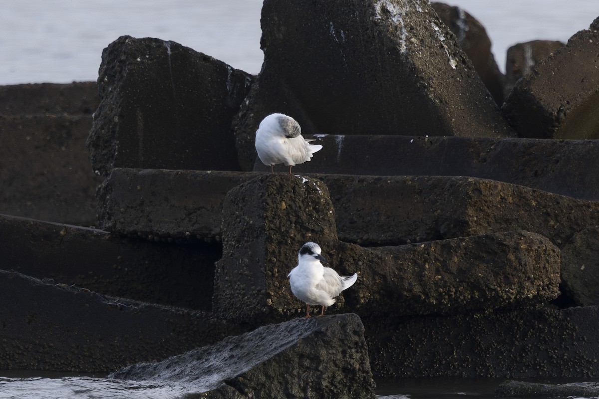 Charrán de Forster - ML645979525