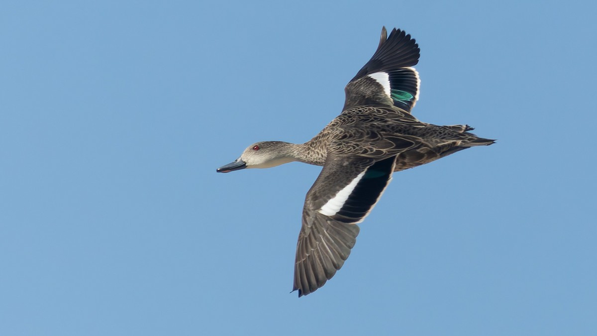 Cerceta Gris - ML645979526