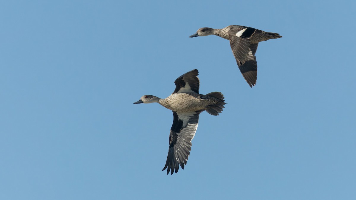 Cerceta Gris - ML645979527