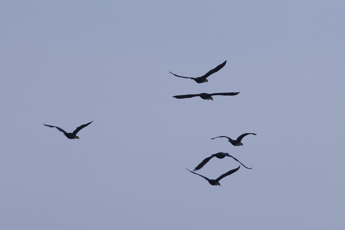 Cormorán Orejudo - ML645979528