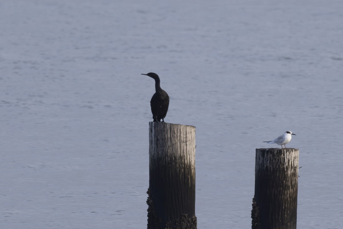 Cormorán Orejudo - ML645979529