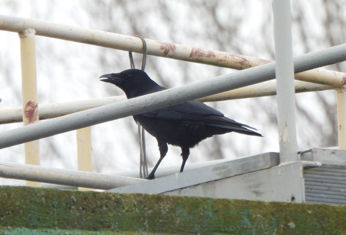 Corneja Negra - ML645979531