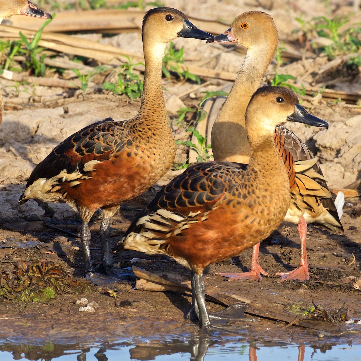 Suirirí Capirotado - ML645979533