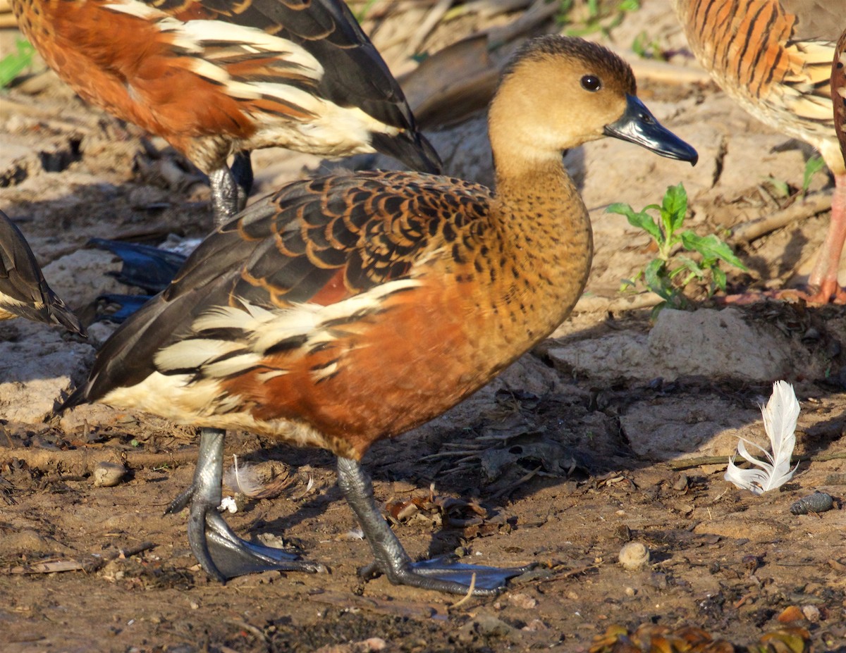 Suirirí Capirotado - ML645979534