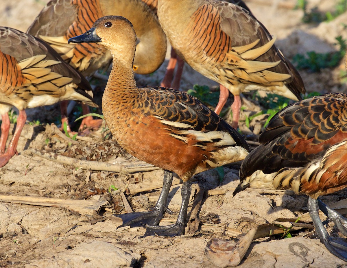 Suirirí Capirotado - ML645979535