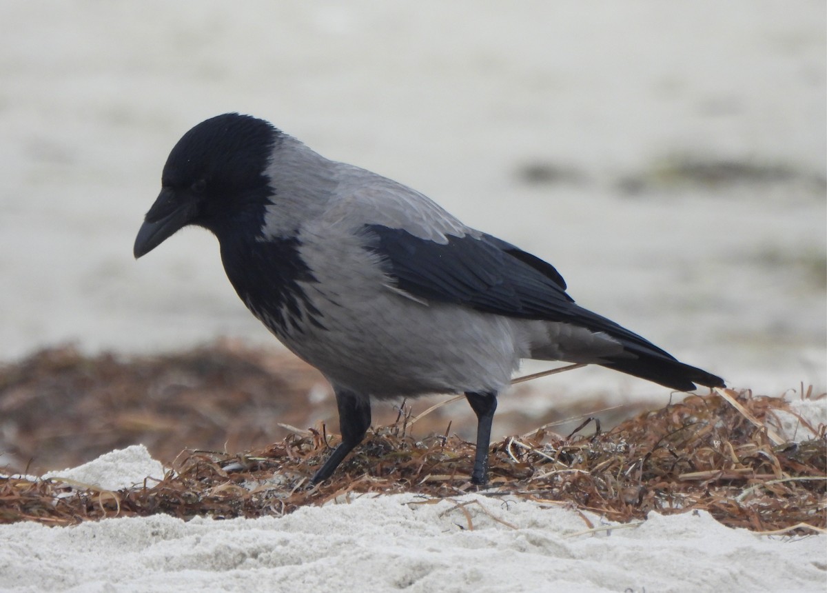 Corneja Cenicienta - ML645979536