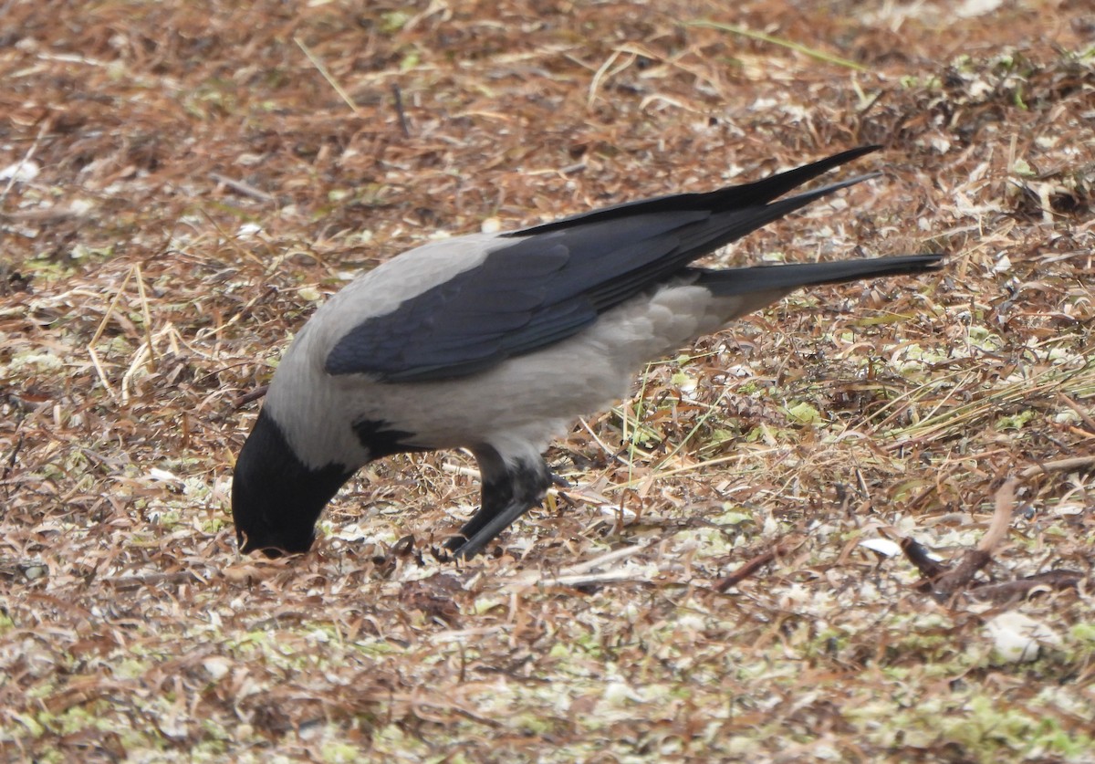 Corneja Cenicienta - ML645979537