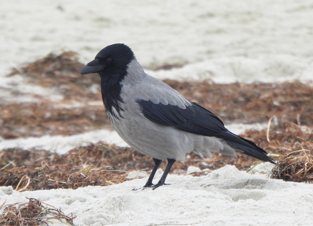 Corneja Cenicienta - ML645979538