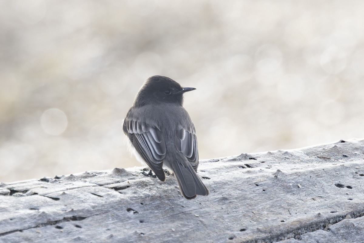 Mosquero Negro - ML645979541