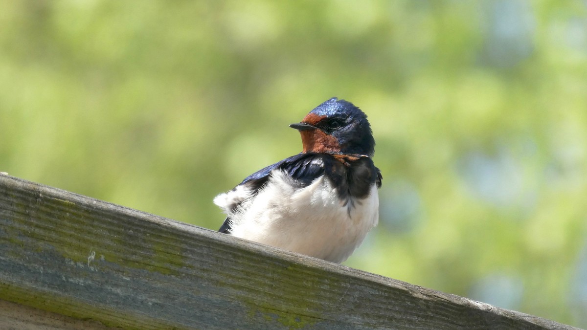 Golondrina Común - ML645979542