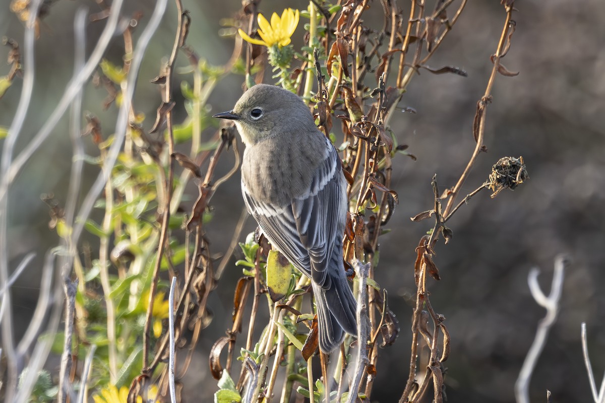 Reinita Coronada - ML645979543