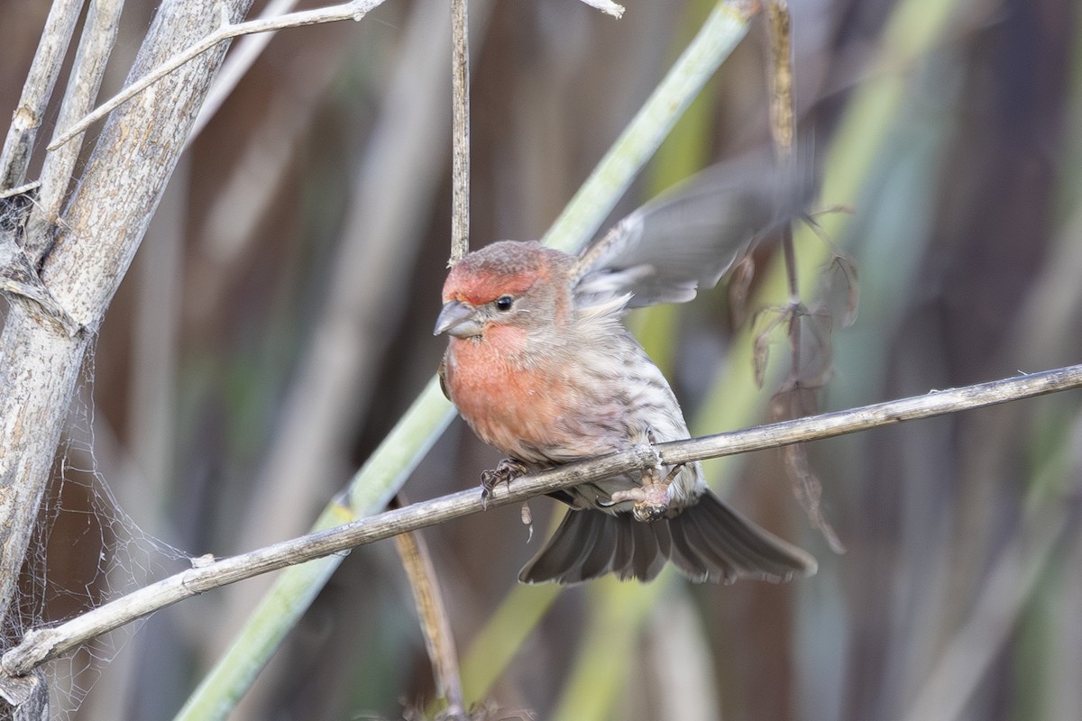 Camachuelo Mexicano - ML645979549