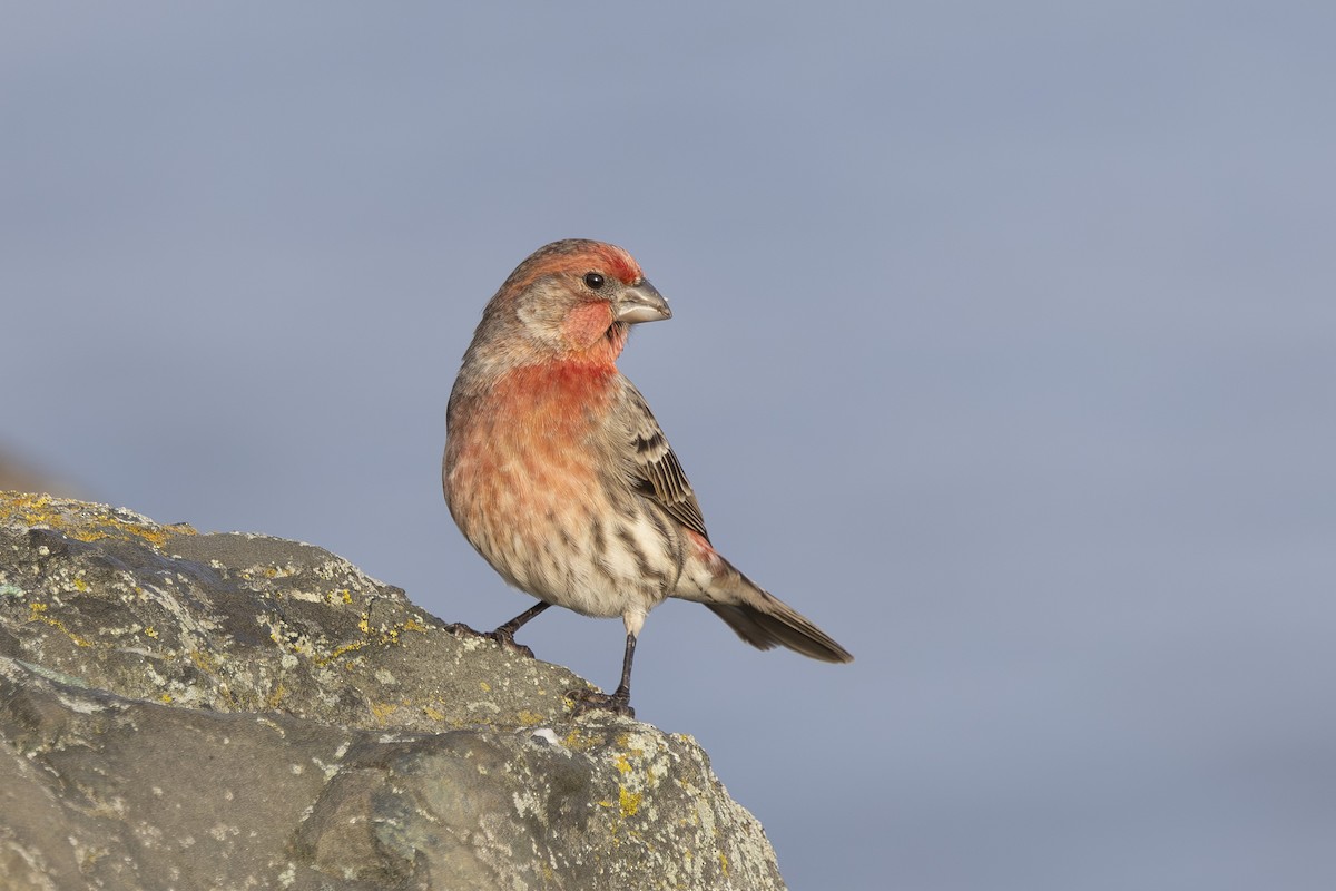 Camachuelo Mexicano - ML645979550