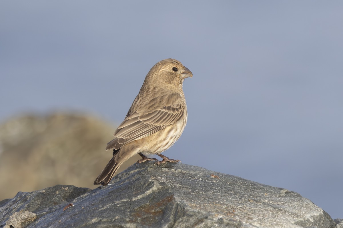 Camachuelo Mexicano - ML645979551