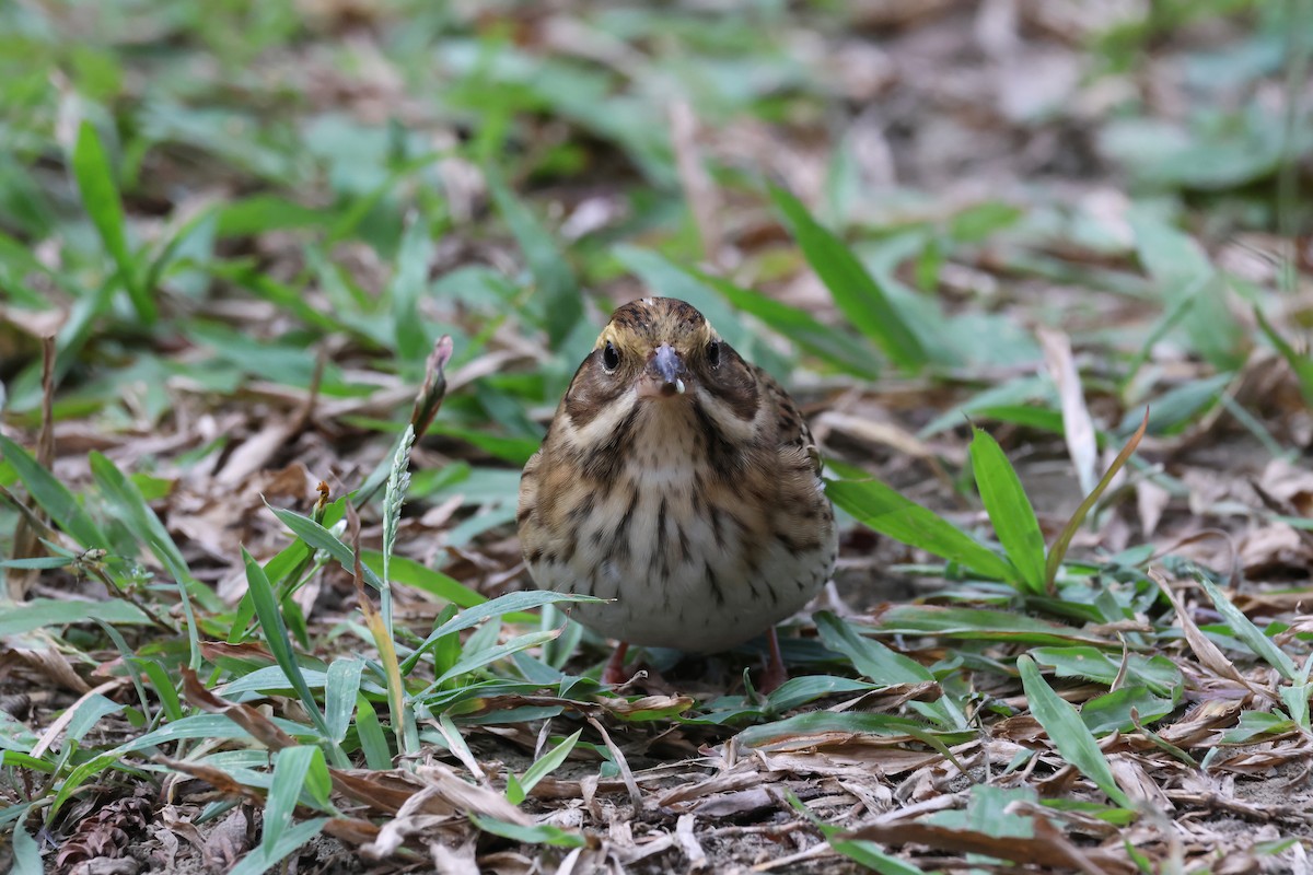 Сондуу хөмрөг - ML645979555